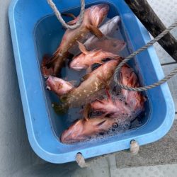 リトルワン 釣果