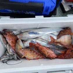 リトルワン 釣果