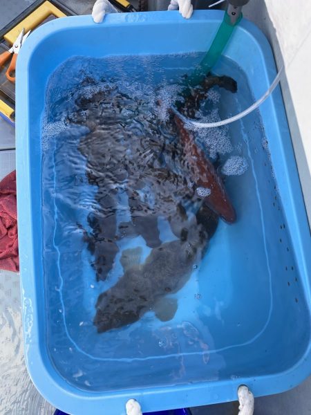 リトルワン 釣果