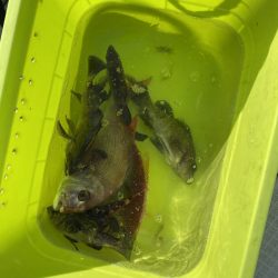 リトルワン 釣果