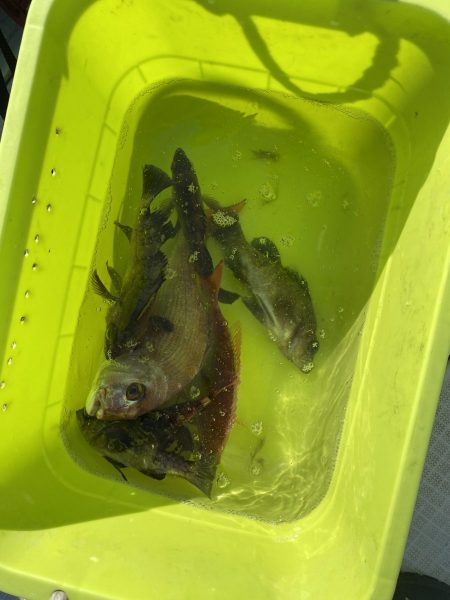 リトルワン 釣果