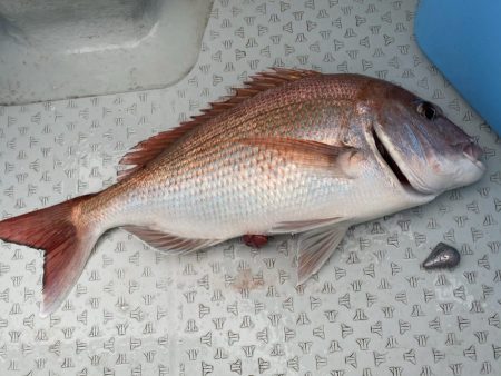 リトルワン 釣果