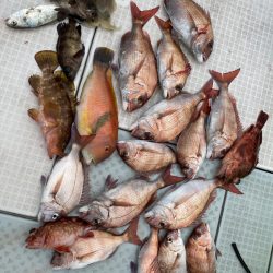 リトルワン 釣果