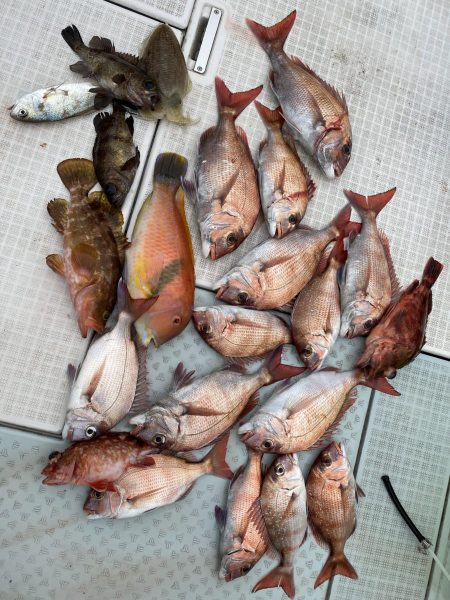 リトルワン 釣果