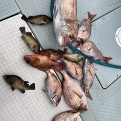 リトルワン 釣果