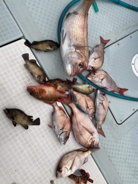 リトルワン 釣果