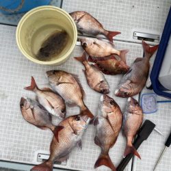 リトルワン 釣果