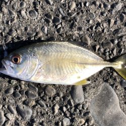 LUXXE宵姫シリーズでアジングに初挑戦！【がまかつ LUXXE宵姫　インプレッション】