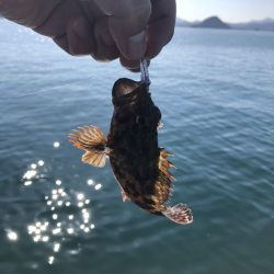 アジング・ボートアジングレポート【がまかつ LUXXE宵姫　インプレッション】