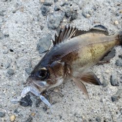 冬の釣りの定番を発見！【がまかつ LUXXE宵姫　インプレッション】