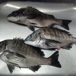 ふじや釣舟店 釣果