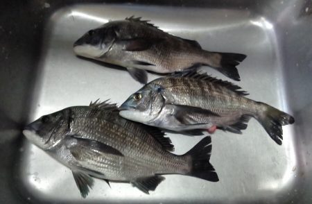 ふじや釣舟店 釣果