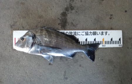 ふじや釣舟店 釣果