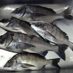 ふじや釣舟店 釣果