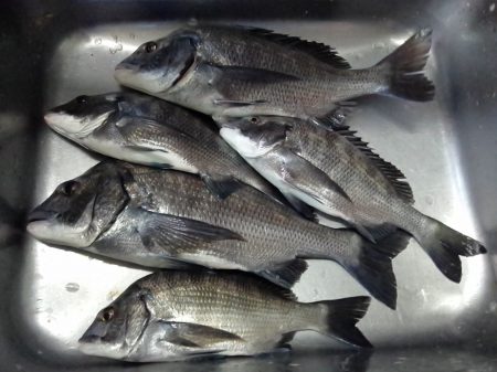 ふじや釣舟店 釣果