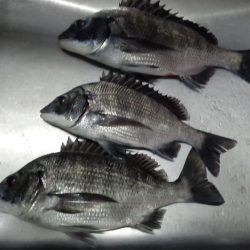 ふじや釣舟店 釣果