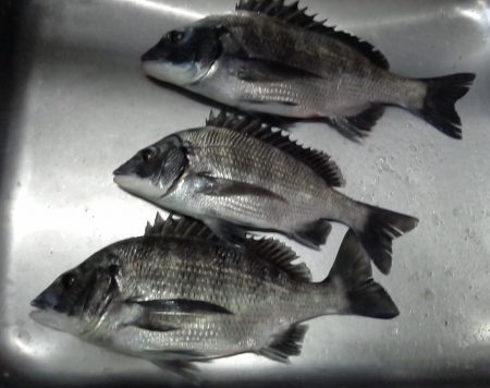 ふじや釣舟店 釣果