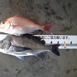 ふじや釣舟店 釣果