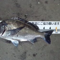 ふじや釣舟店 釣果