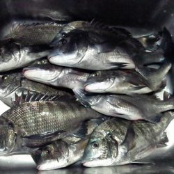 ふじや釣舟店 釣果