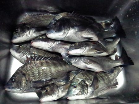 ふじや釣舟店 釣果