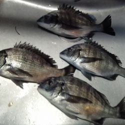 ふじや釣舟店 釣果