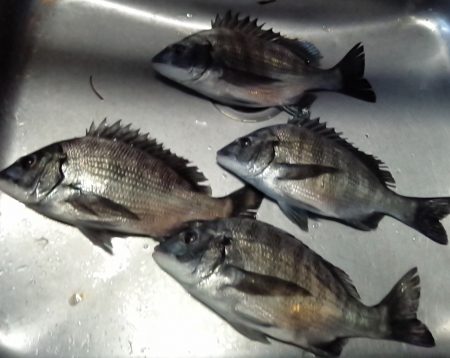 ふじや釣舟店 釣果