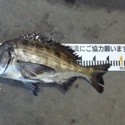 ふじや釣舟店 釣果