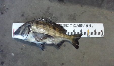 ふじや釣舟店 釣果