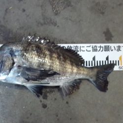 ふじや釣舟店 釣果