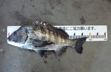 ふじや釣舟店 釣果