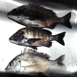 ふじや釣舟店 釣果