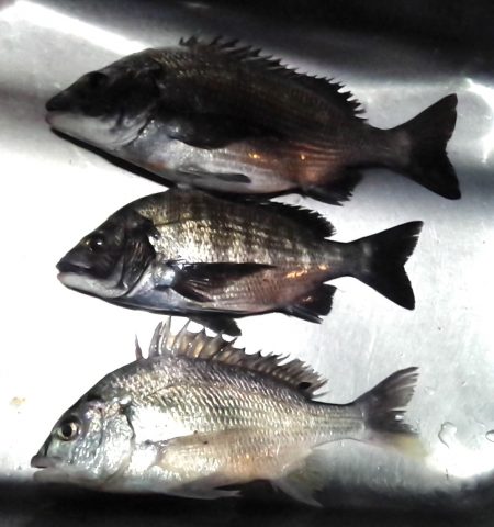 ふじや釣舟店 釣果