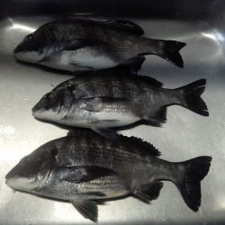 ふじや釣舟店 釣果