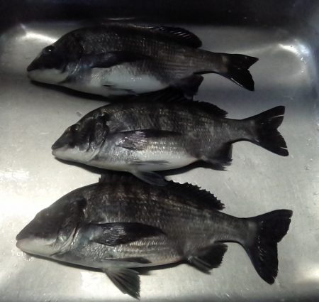 ふじや釣舟店 釣果