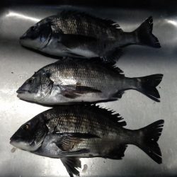 ふじや釣舟店 釣果