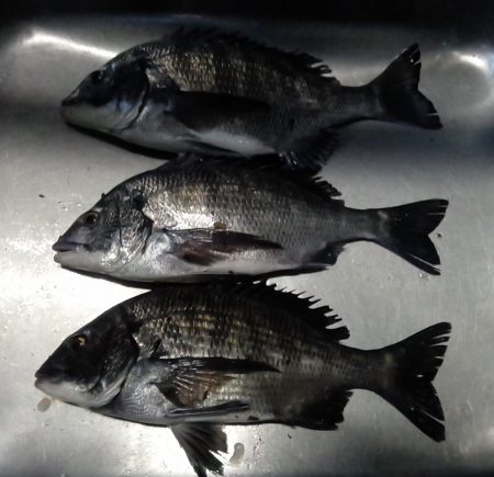 ふじや釣舟店 釣果