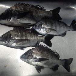 ふじや釣舟店 釣果