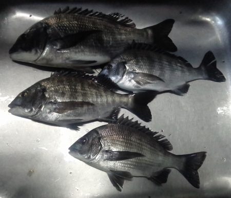 ふじや釣舟店 釣果