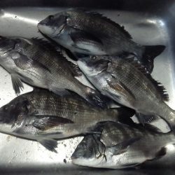ふじや釣舟店 釣果