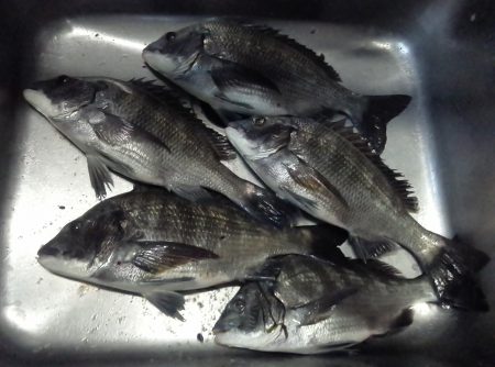 ふじや釣舟店 釣果