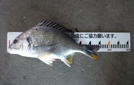 ふじや釣舟店 釣果