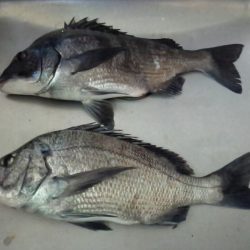 ふじや釣舟店 釣果