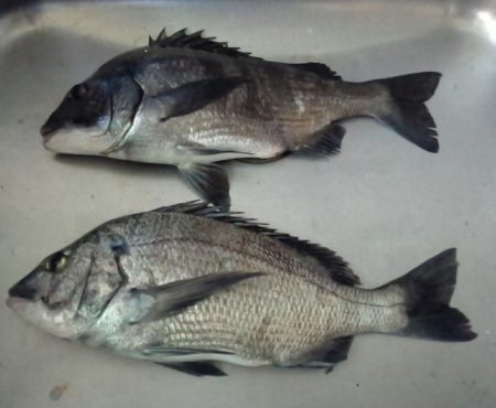 ふじや釣舟店 釣果