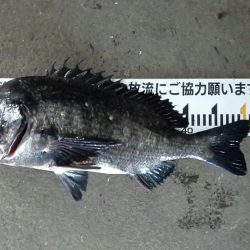ふじや釣舟店 釣果