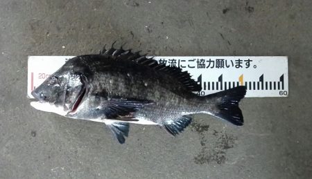 ふじや釣舟店 釣果