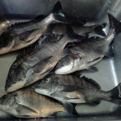 ふじや釣舟店 釣果