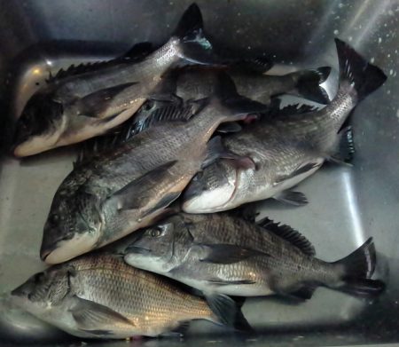 ふじや釣舟店 釣果