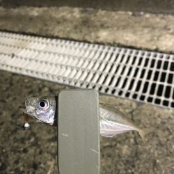 日本海の荒波にも負けずにアピール！【がまかつ LUXXE宵姫　インプレッション】