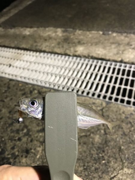 日本海の荒波にも負けずにアピール！【がまかつ LUXXE宵姫　インプレッション】